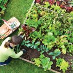 Gardening: The Art of Growing Roses
