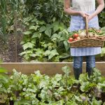 How To Grow Organic Lettuce?