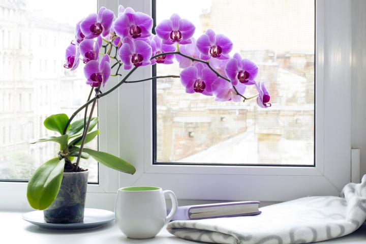 Caring for orchids