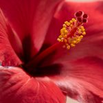 6 Tips to Grow Beautiful Hydrangeas in Your Garden