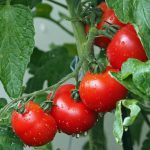 What Type of Fertilizer To Choose for Your Vegetable Garden?
