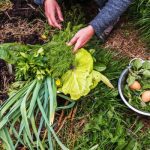 The Best Tips When Choosing A Gardening Professional