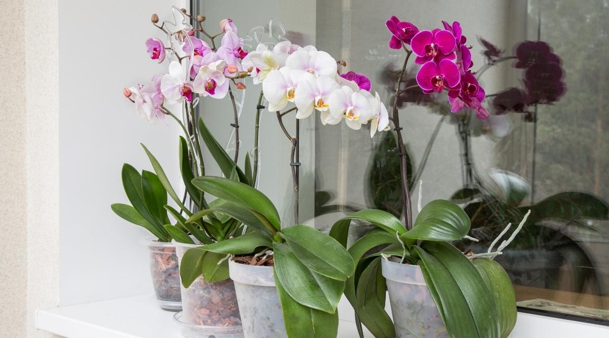 orchids2