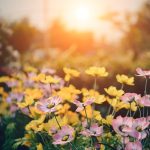 Easy Gardening: Low-Maintenance Flowers