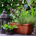 Natural Tips to Get Rid of Garden Pests