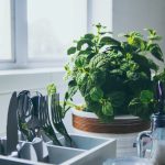 Indoor Plants; 7 Creative Ideas To Display