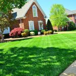 Lawn: Mixtures of Seeds and Grasses