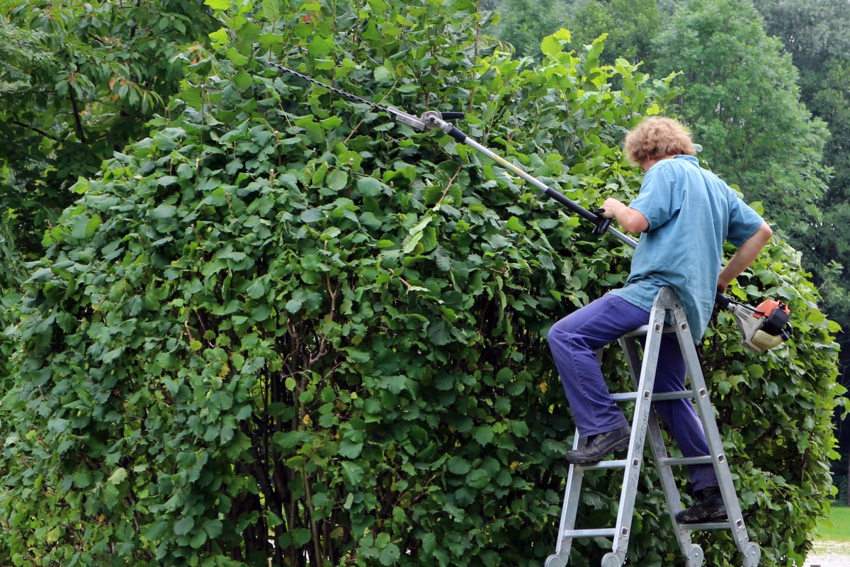 Techniques and Equipment for Safety Pruning