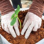Using Coffee Grounds As Fertilizer