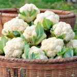 Which Vegetables to Grow in Winter?
