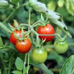Synergistic Agriculture and Tips on How to Do It in Your Garden