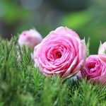Growing and Caring for Climbing Roses (Part 2)