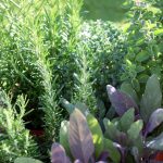 List of Plants to Avoid in the Garden
