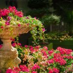 Amazing Herbal Plants for Your Garden