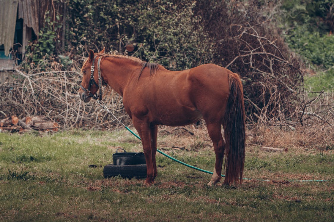 How to Use Horse Manure