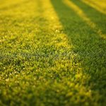 5 Tips for a Greener Lawn