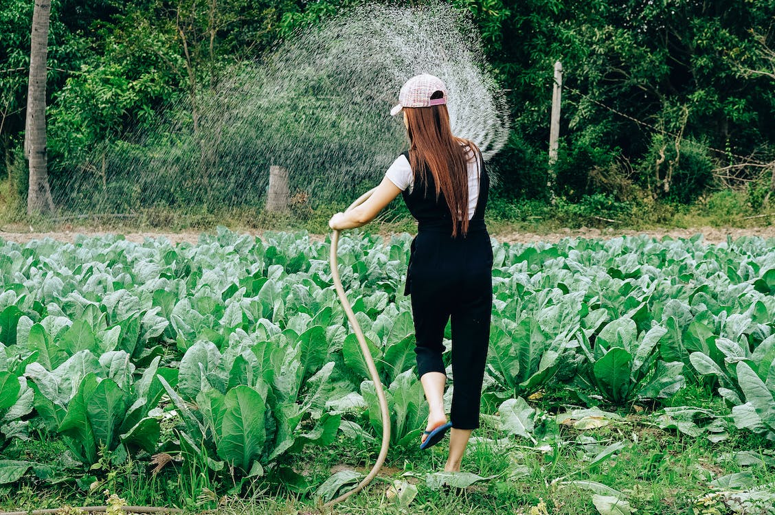 How to Water Your Vegetable Garden