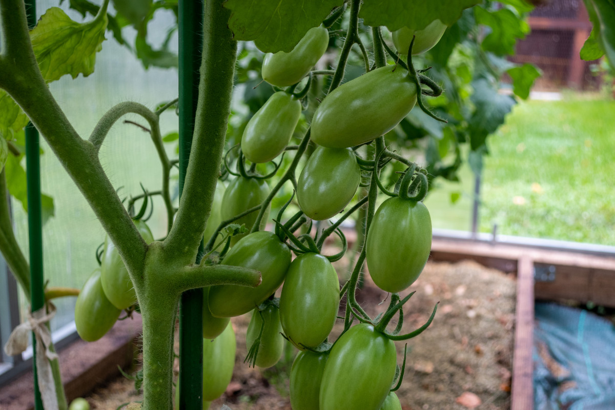 Tips for Pruning Tomato Plants