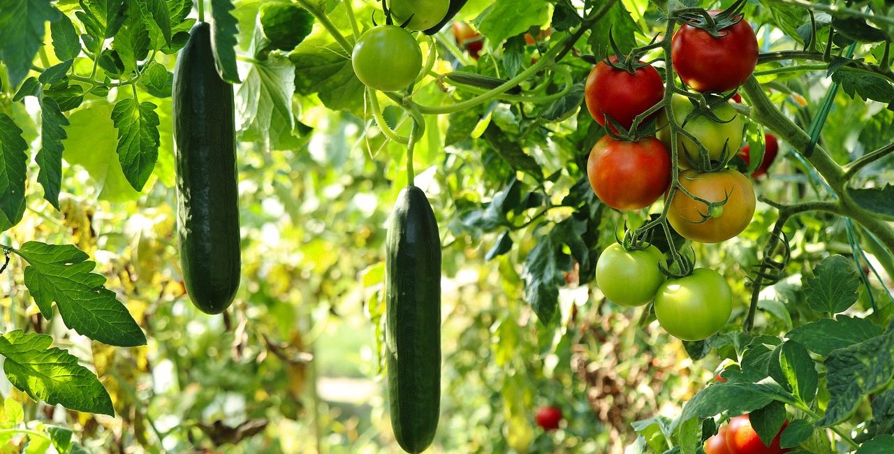 Tips for Pruning Tomato Plants