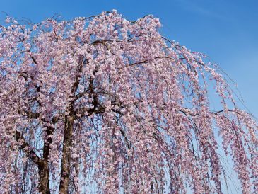 How to Plant, Grow, and Care for Weeping Cherry Trees: A Comprehensive Guide