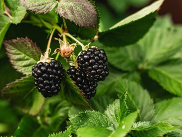 A Guide to Planting and Caring for Blackberries