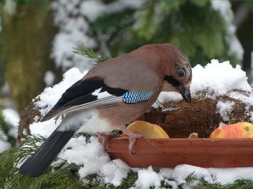 How to Feed Birds in Winter