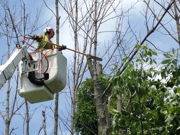 The Importance and Benefits of Tree and Plant Pruning