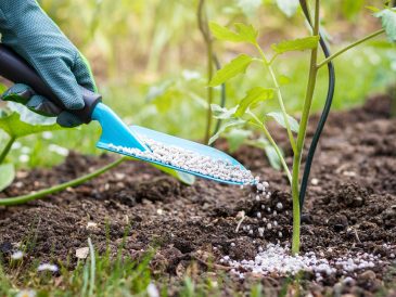 How and When to Fertilize Your Vegetable Garden?