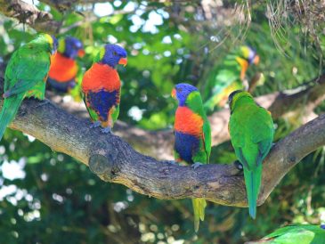 Colorful garden with birds