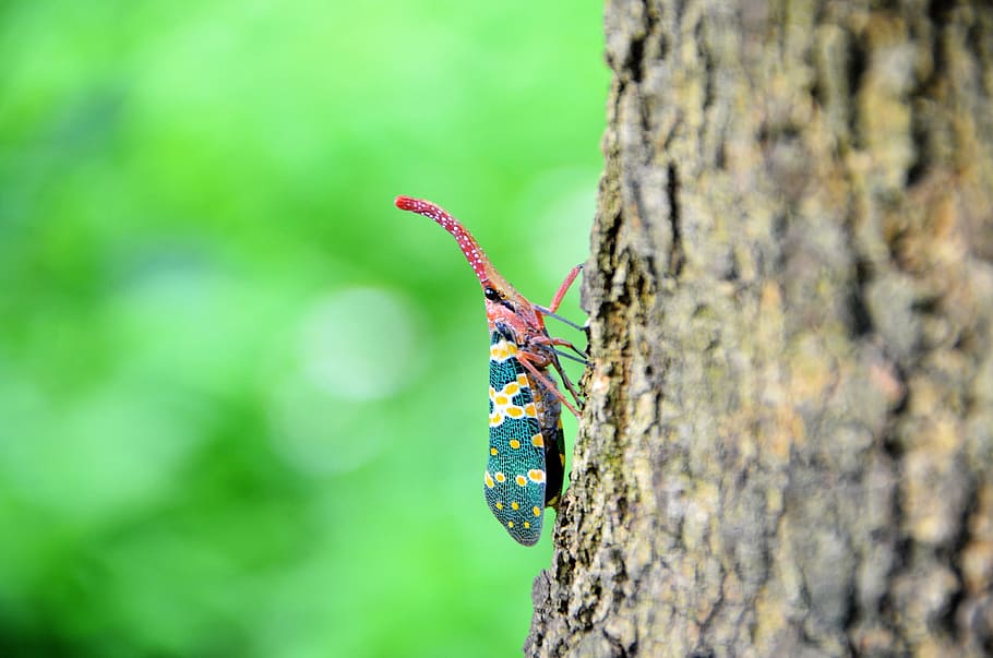 Controlling Tree Weevil
