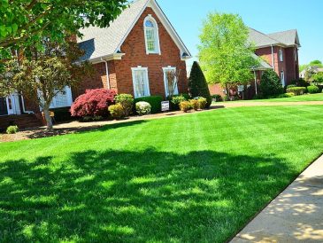 Weed-Free Lawns