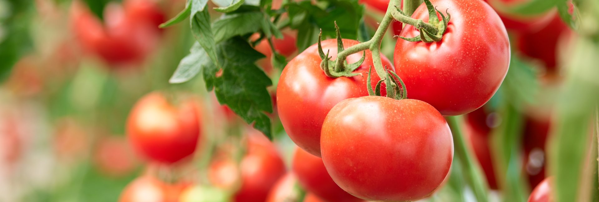 Growing Tomatoes: A Comprehensive Guide to Cultivating Delicious Homegrown Tomatoes