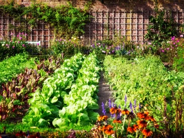 Planning & Designing Your Vegetable Garden