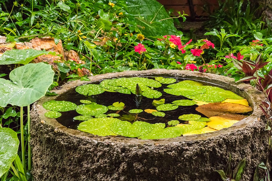 Unlock the Magic: Transforming Your Wet Garden into a Lush Paradise