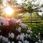 How to Create a Sunny Garden