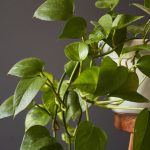 Green Thumb Delight: Vining on Your Wall