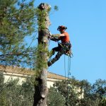 The Unsung Heroes of Urban Greenery: Certified Arborists in Kitchener